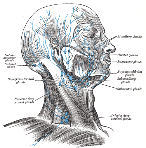 By Henry Gray (Gray's anatomy) [Public domain], via Wikimedia Commons