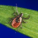 Lyme Disease- What it is