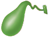 Gallbladder