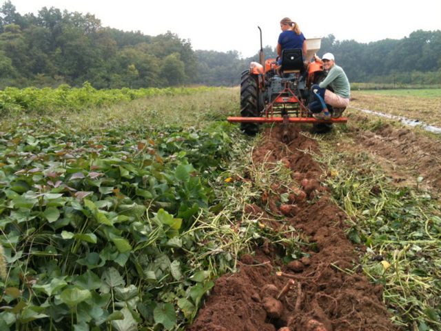 Steph provides some extra weight on the back as the potato plow digs deep.