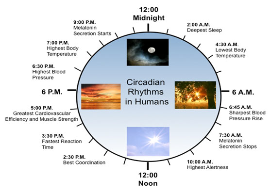 CircadianRhythms